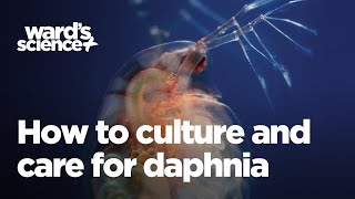 Caring and Culturing for Daphnia [upl. by Ranson73]