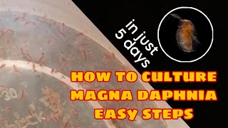 How to Culture Magna Daphnia Easily [upl. by Eveline]