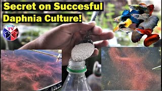 How to Culture Daphnia Successfully [upl. by Amees804]