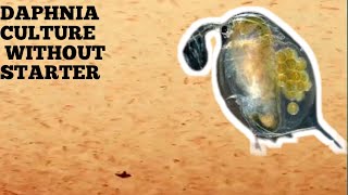 HOW TO CULTURE DAPHNIA NATURALLY WITHOUT A STARTER [upl. by Allenod]