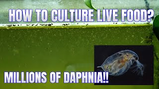 How to Culture Daphnia Secret Method to Breed MILLIONS  Simply Aquatic [upl. by Qahsi]