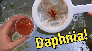 How I Culture Daphnia In Outdoor Tubs [upl. by Anaidiriv]