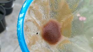 How to culture daphnia moina in a small container Part 1 English Subtitle [upl. by Airehc]