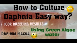 Daphnia MagnaHow to Culture Daphnia Easy wayCulturing Daphnia using Green water Daphnia [upl. by Destinee]