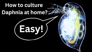 BEST Live Fish Food Beginner guide How to Culture Daphnia at home [upl. by Ranger563]