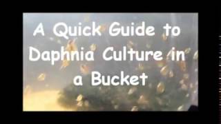 How to culture daphnia outside [upl. by Adilem]