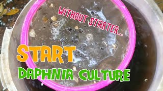 How to culture daphnia moina the easy way 1  Starting the Daphnia culture [upl. by Pope836]