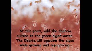 Daphnia  How to grow daphnia in your home [upl. by Sindee]