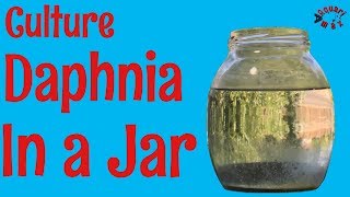 How to Culture Daphnia in a Jar [upl. by Marte563]