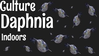 How to Culture Daphnia [upl. by Ebaj]