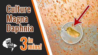 How to culture DAPHNIA MAGNA  The easy way [upl. by Frans907]