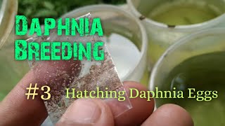 Daphnia Culture made simple and easy 3  Hatching Daphnia eggs [upl. by Correy729]