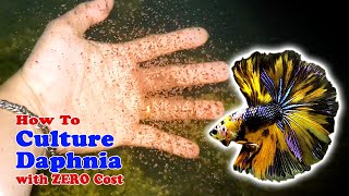 How to Culture Daphnia with ZERO Cost  Unlimited Live Food For Our Fish [upl. by Furtek37]