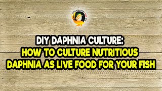 DIY Daphnia Culture How to Culture Nutritious Daphnia as Live Food for Your Fish [upl. by Franny]