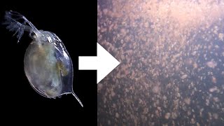 How I Culture Daphnia [upl. by Ahders8]