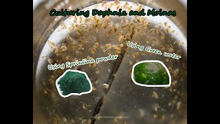 How To Culture Daphnia and Moinas using Green Water Spirulina powder [upl. by Aihsenrad73]