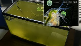 Raising Daphnia for the Freshwater Aquarium [upl. by Ahsieit]