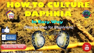 HOW TO CULTURE DAPHNIA In Easy Way [upl. by Kciredohr]